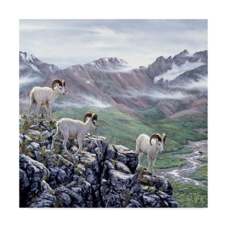 Jeff Tift 'Dall Sheep At Denali' Canvas Art,35x35